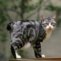 『大きくならない猫種』5選♡特徴や魅力と飼う場合の注意点も
