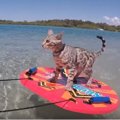 水遊び大好き♡なベンガル猫ちゃん、スキムボードで海を満喫！