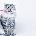猫の寿命を縮めてしまう『間違った歯磨きの仕方』3選！知っておきたい…