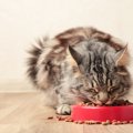 猫の「療法食」与えるときに大切な4つのポイント　普通のフードとの違いや…