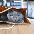 猫が『袋に入りたがる』理由4つ　事故を防ぐために気をつけるべきこと…