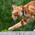 飼い猫が野生動物の脅威に…猫に「鈴装着の義務化」を検討中　オランダ