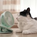猫のための『暑さ対策』を！4つの「夏用グッズ」をご紹介！