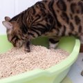 猫が『砂かけ』をする心理2つ　トイレ以外でもすることがあるって本当？