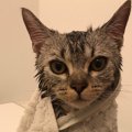 【騒然】お風呂上がりの子猫の色気が半端じゃない！