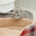 猫が猫用ベッドを使わないのはなぜ？4つの理由と対策