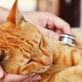 猫の気管支炎の症状と原因、治療法や予防法など