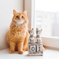 猫のカレンダー（卓上・壁掛け・壁紙）おすすめ10選！