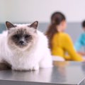 猫の飼い主が『動物病院』を受診する時にすべきことは？4つの心得