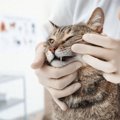 猫の『歯肉炎』ってどんな病気？主な原因や症状・予防策3つ
