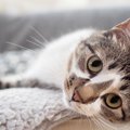 猫を襲う『喘息』の症状3つ！原因と治療の方法まで解説