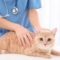 猫の膀胱炎が治らない4つの原因、対処法、おすすめサプリ
