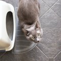 猫トイレの『臭い問題』はどう解消する？おすすめ対策５つ