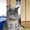 怒っている猫にしてはいけないＮＧ行為５つ
