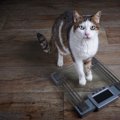 猫が『食欲』はあるのに痩せてしまう3つの原因