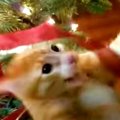 【特選】猫とクリスマス飾りの『危険・可愛い・面白い』名場面集♡