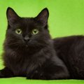 長毛の黒猫の性格とは