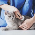 ネコの腎臓の再生医療｜貧血治療への応用と研究状況について