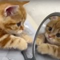  鏡よ鏡♪鏡を初めて見た猫ちゃんの反応が可愛い♡