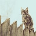 猫用の柵を設置する方法とその効果的な使い方