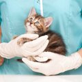 猫から人間に感染する９つの病気と予防法
