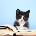子猫の華麗なる転身！捨て猫から優秀な図書館職員へ…子供が本好きになるき…