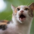 猫が『異様に激しく鳴く』時の理由3つ　症状がでていたらすぐに病院へ