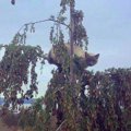 木から降りられなくなった猫を大量救助！2019年は総勢571匹！