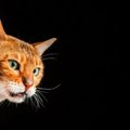 猫にフレーメン反応が起こる理由とは？匂いを嗅いで口を開ける意味も…