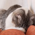 猫はどうして『ごめん寝』をするの？4つの理由と注意すべき場合とは