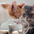 猫に『ミネラルウォーター』は危険？他の水との違い2つと与える場合の…