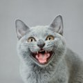 猫が普段より『激しく鳴く』ときは要注意！3つの考えられる要因と受診…