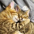 【大人気】尊いの極み…！抱き合って眠る保護兄妹猫さんの姿が眼福♡