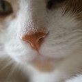 猫の『鼻は湿っているほうが良い』理由3選！乾燥しているときはどうし…