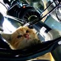 ママやきょうだいとはぐれた子猫…自動車販売店に逃げ込み緊急保護！