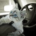 猫との『ドライブ』は可能？起こり得る3つのトラブルと必要な対策とは