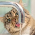 猫の『飲み水』４つの雑学！飲まないとどうなる？飲ませ方は？