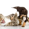 猫vs犬はどっちが強い？喧嘩の強さを徹底検証