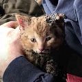 火災現場で火傷を負った子猫…運命の家族と出会い幸せに！
