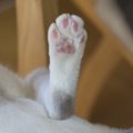 猫の後ろ足の爪は切る必要なし！その理由と注意点