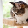 猫に『キャットタワー』は必要？3つの理由や購入時の注意点