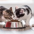 猫の寿命を決める食事方法４つ