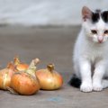 猫にとって『毒物』になる有害食材7選！主な中毒症状や対処法とは？