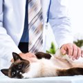 猫の膵炎について解説│原因や症状、治療方法まで