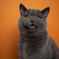 猫の『歯ぎしり』が危険な3つの理由　放置すると起きるトラブルや正し…