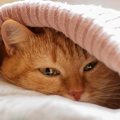 マカロンベッドは猫の寝床に最適！ねこが虜になる５つの商品をご紹介