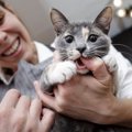 猫に『人の手で遊ぶクセ』を付けると起こる5つのトラブル