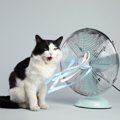 「扇風機」にまつわる猫のトラブル　安全に使うための4つの対策