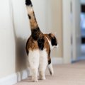 猫の『おなら』が臭い５つの原因と対処法