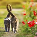猫の“オス”と“メス”の性格の違い4選！傾向と理由を解説